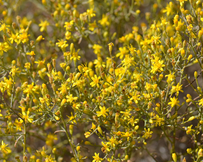 Late Snakeweed has green leaves that are linear or thin to filiform. The lower basal leaves are absent at the time of flowering. Leaf margins are without teeth or lobes (smooth). Gutierrezia serotina